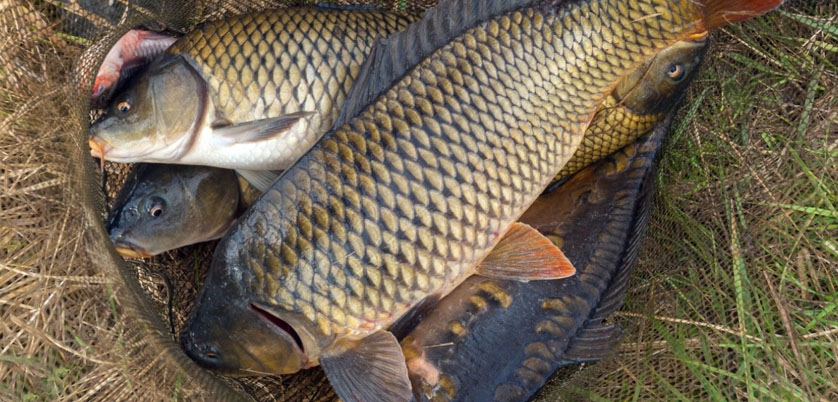 電熱石墨消解儀——淡水食用魚(yú)中重金屬的消解方法